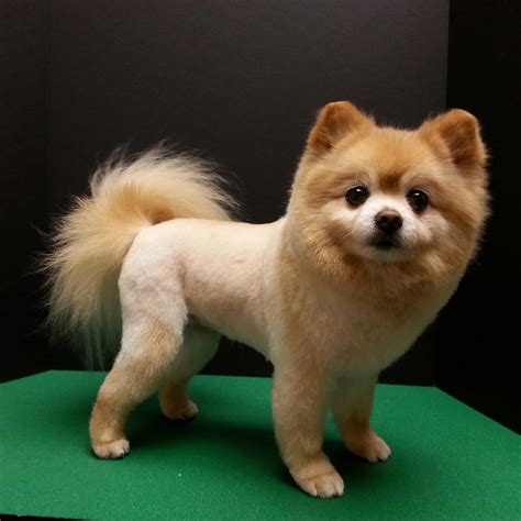The hair is cut short on the body and longer on the head and tail. . Lion cut on a pomeranian
